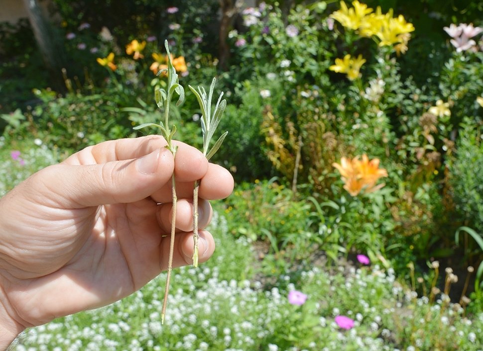 Faites des boutures en été Faites des boutures en été