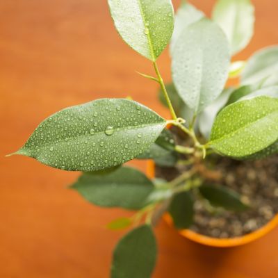 Ficus