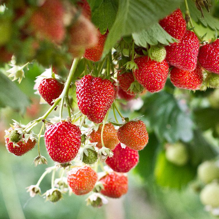 Fraises Fraises