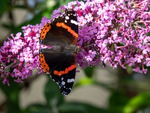 Haal vlinders en libellen naar uw tuin Haal vlinders en libellen naar uw tuin