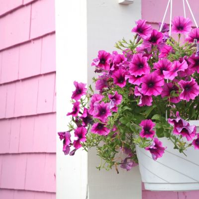 Hanging baskets