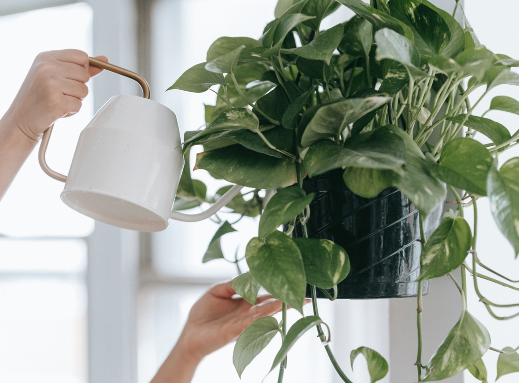 Hangplanten, hippe blikvangers Hangplanten, hippe blikvangers