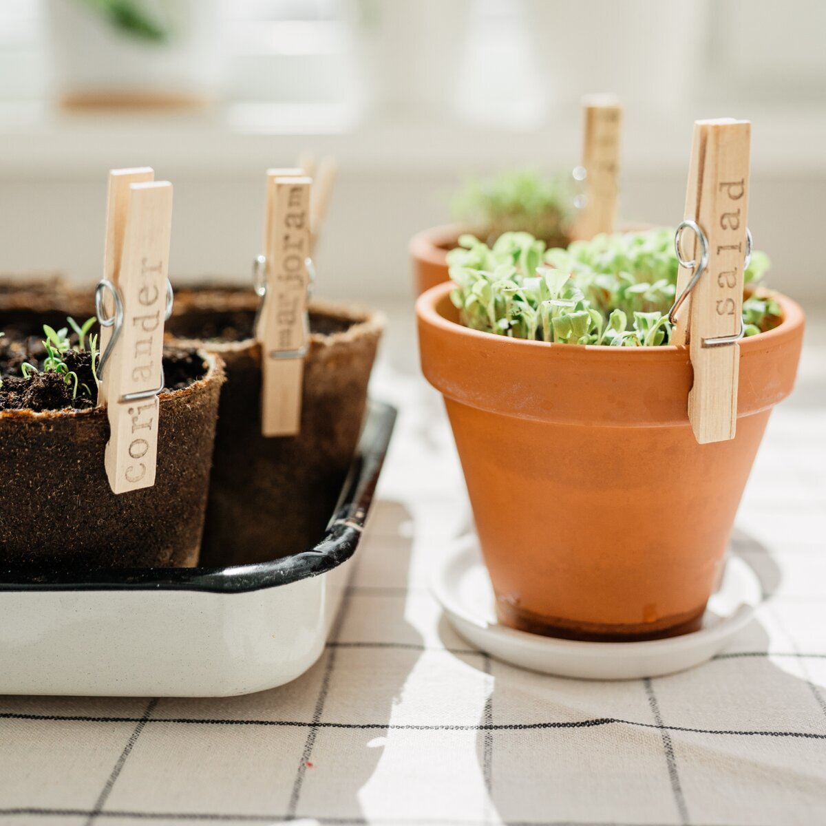 Cultiver des herbes aromatiques en hiver