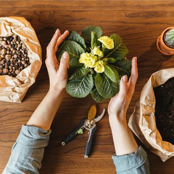 Un mix parfait pour vos plantes d'intérieur - Famiflora ouvert 7/7