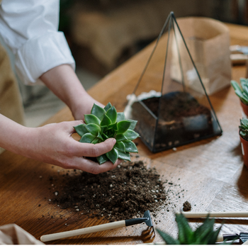 Perlite Al Fe Pour plantes potagères et potagères - GardenStuff