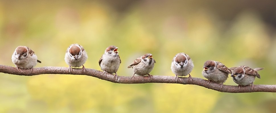 Nourrissez les oiseaux - Famiflora ouvert 7/7