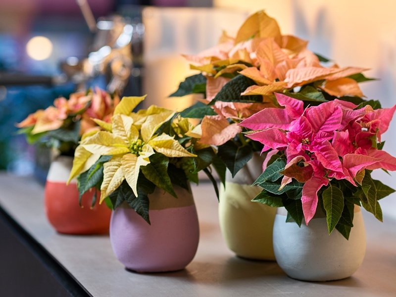 L'Etoile de Noël: plante d'intérieur du mois de décembre L'Etoile de Noël: plante d'intérieur du mois de décembre