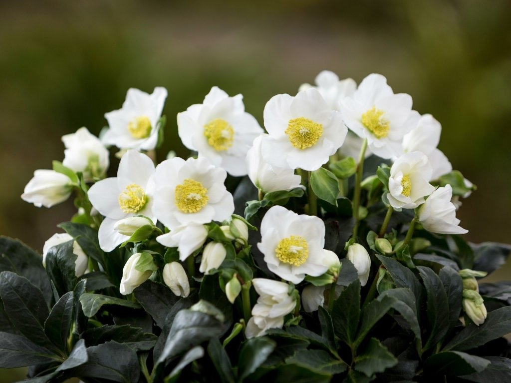 La plus belle fleur d'hiver : Helleborus niger La plus belle fleur d'hiver : Helleborus niger