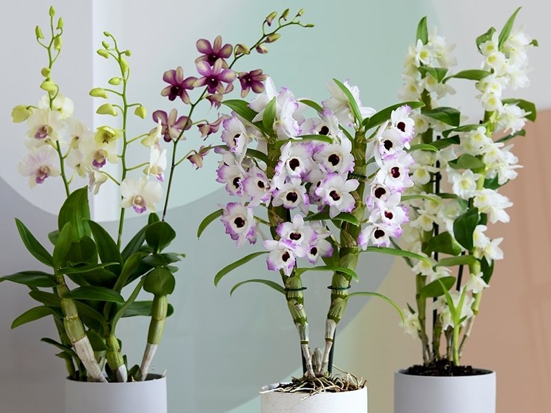 Plante: Orchidée Dendrobium