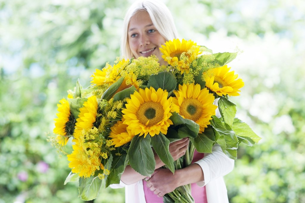 Le tournesol Le tournesol