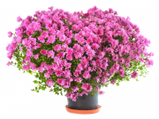 Les chrysanthèmes boules Les chrysanthèmes boules