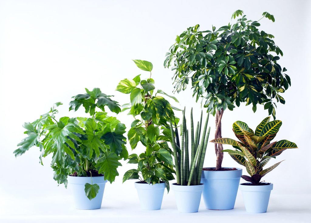 Les plantes vivantes en intérieur