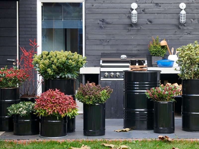 Les plantes de jardin rouges : plantes du mois de novembre 2019 Les plantes de jardin rouges : plantes du mois de novembre 2019