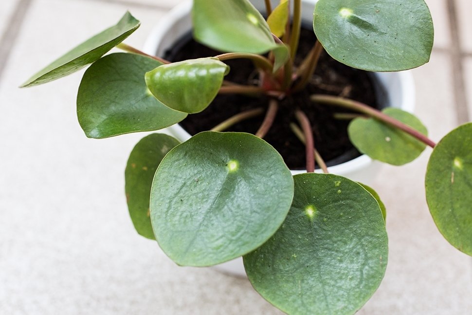 Les plantes qui vous portent chance les jours de malchance Les plantes qui vous portent chance les jours de malchance