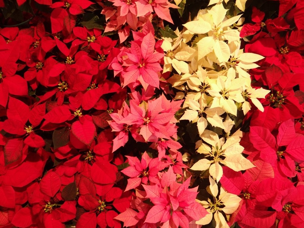 Les poinsettias de notre jardinerie pour l'intérieur et l'extérieur Les poinsettias de notre jardinerie pour l'intérieur et l'extérieur