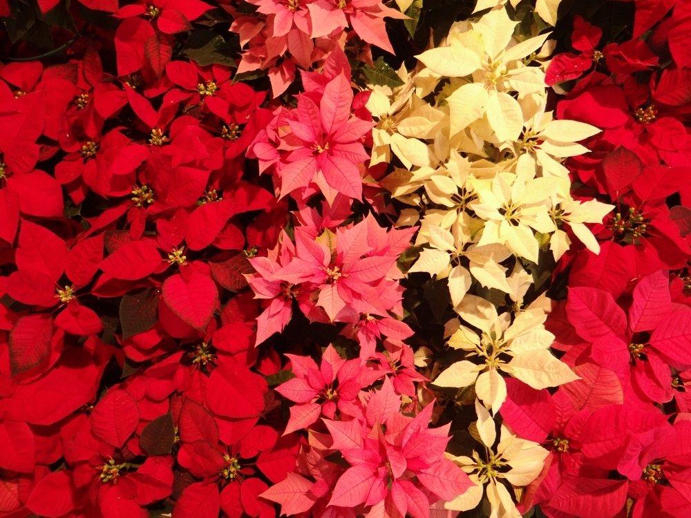 Les poinsettias de notre jardinerie pour l'intérieur et l'extérieur -  Famiflora ouvert 7/7