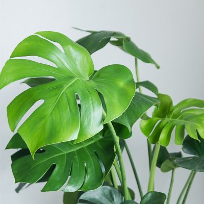 Monstera deliciosa Monstera deliciosa
