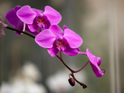 Orchidées / Phalaenopsis