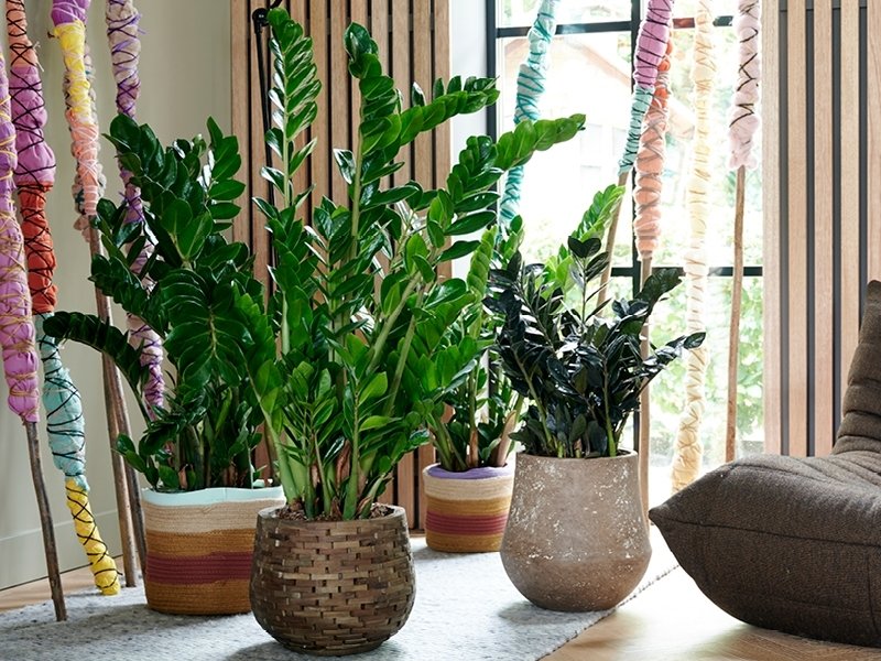 Plante Zamioculcas : plante verte d'intérieur du mois de janvier 2020 Plante Zamioculcas : plante verte d'intérieur du mois de janvier 2020