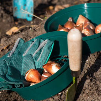 Planter des bulbes Planter des bulbes