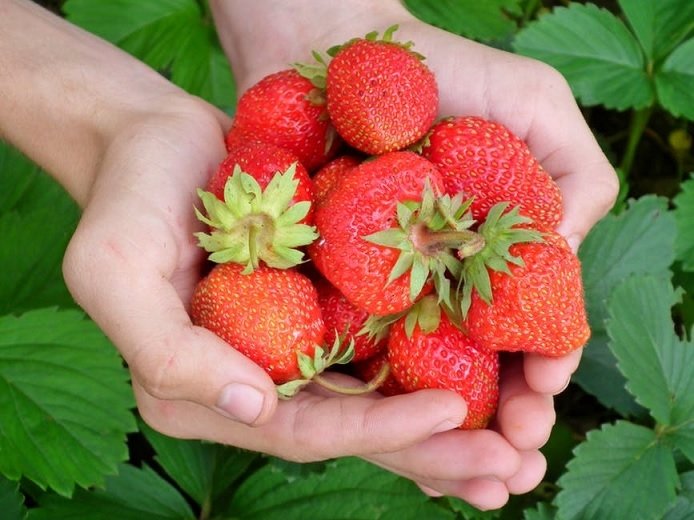 Planter des fraisiers en août Planter des fraisiers en août