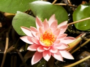 Plantes aquatiques Plantes aquatiques
