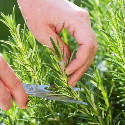 Jardin de plantes aromatiques Jardin de plantes aromatiques