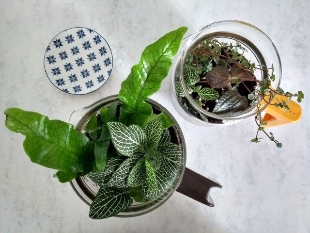 Plantes d'intérieur sous verre : créez votre propre terrarium Plantes d'intérieur sous verre : créez votre propre terrarium