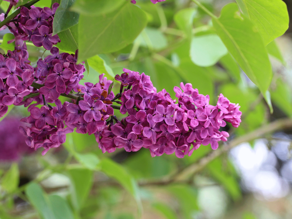 Plantes odorantes, lesquelles choisissez-vous pour votre jardin ? Plantes odorantes, lesquelles choisissez-vous pour votre jardin ?