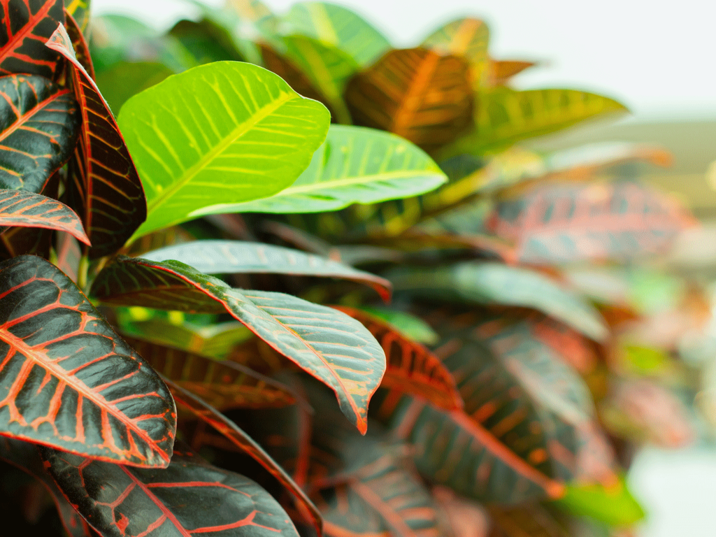 Plantes pleines de couleur : bon pour l'intérieur et la bonne humeur Plantes pleines de couleur : bon pour l'intérieur et la bonne humeur