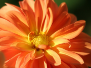 Plantes vivaces Plantes vivaces