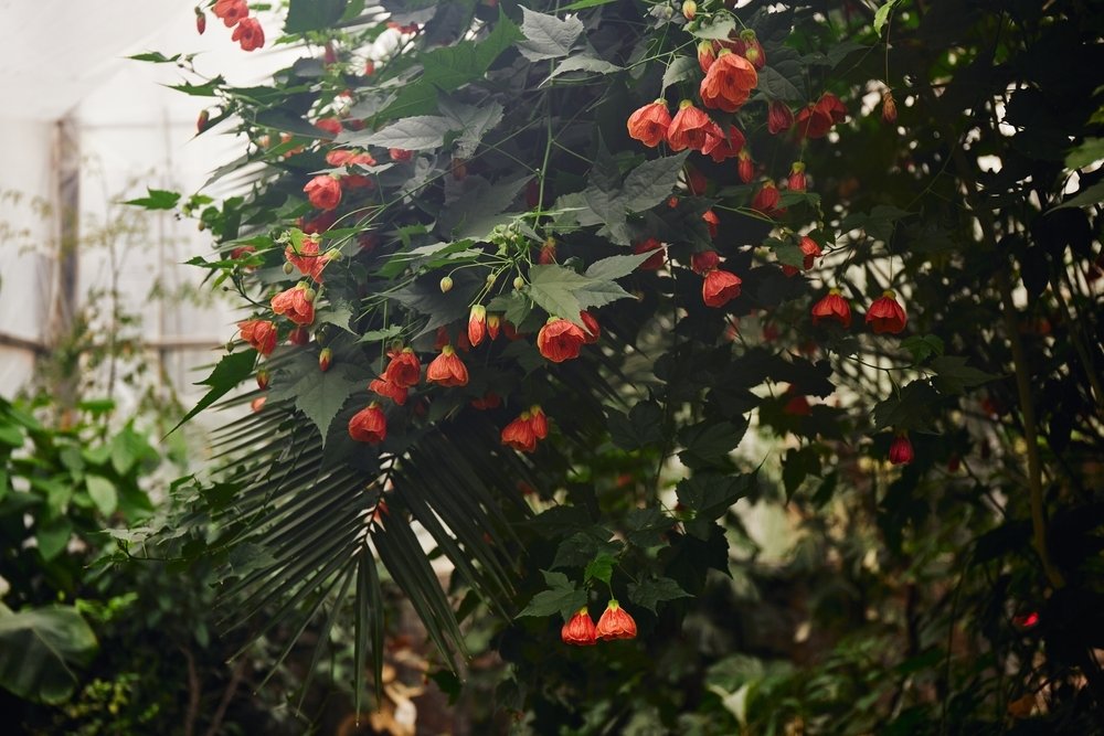 Prendre soin des plantes en hivernage Prendre soin des plantes en hivernage