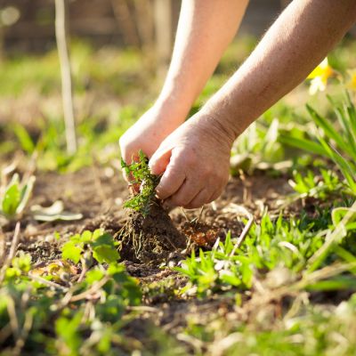 Préparer le jardin pour le printemps