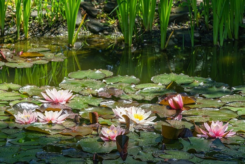 Préparez le bassin pour l'été Préparez le bassin pour l'été