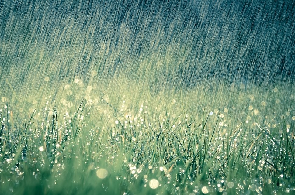 Rendez votre jardin résistant à la pluie Rendez votre jardin résistant à la pluie