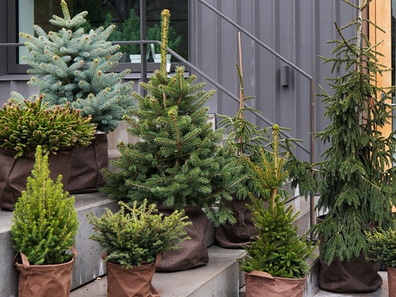 Sapins de Noël : plantes de jardin du mois de décembre 2019 Sapins de Noël : plantes de jardin du mois de décembre 2019