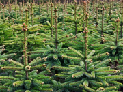 Sapins de Noël Sapins de Noël