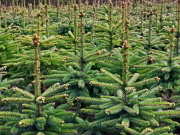 Sapins de Noël