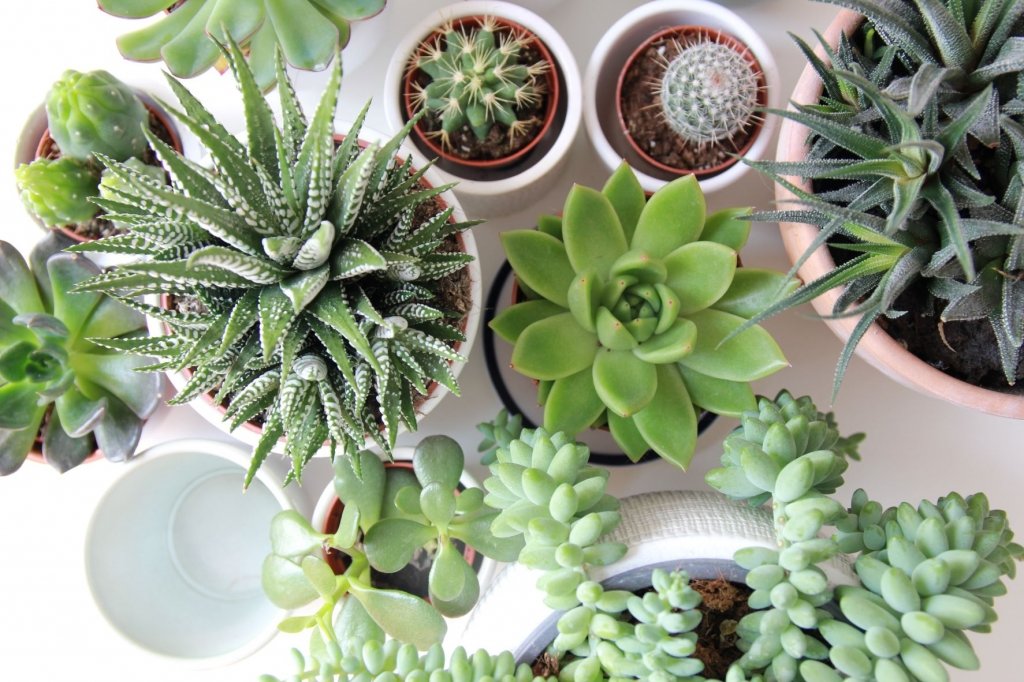Tiny plants: Miniplantjes voor maximaal effect Tiny plants: Miniplantjes voor maximaal effect