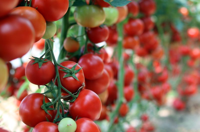 Tomaten kweken Tuintips - Famiflora: tuin, deco en dier. Alle dagen open