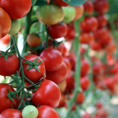 Tomaten kweken - Tuintips - Famiflora: deco en dier. Alle open