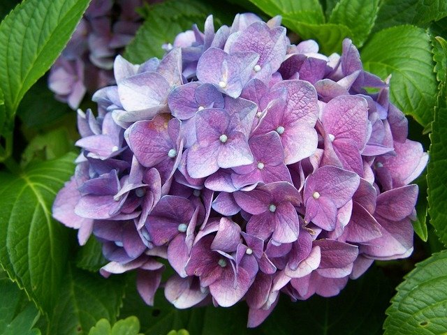 Top 10 des plantes rustiques Top 10 des plantes rustiques