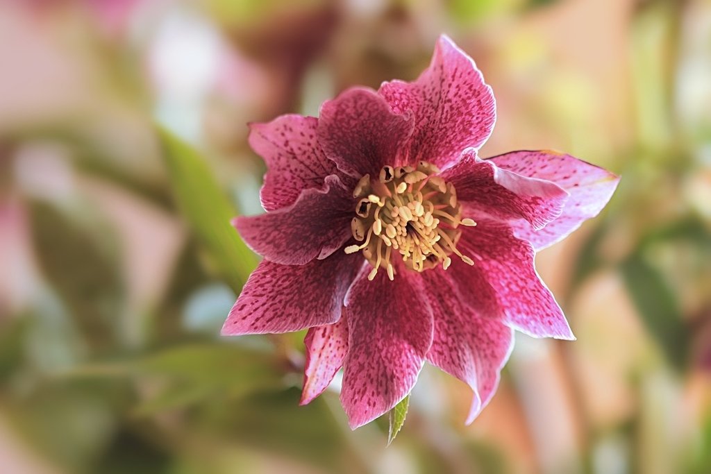 Top 7 des fleurs d'hiver Top 7 des fleurs d'hiver