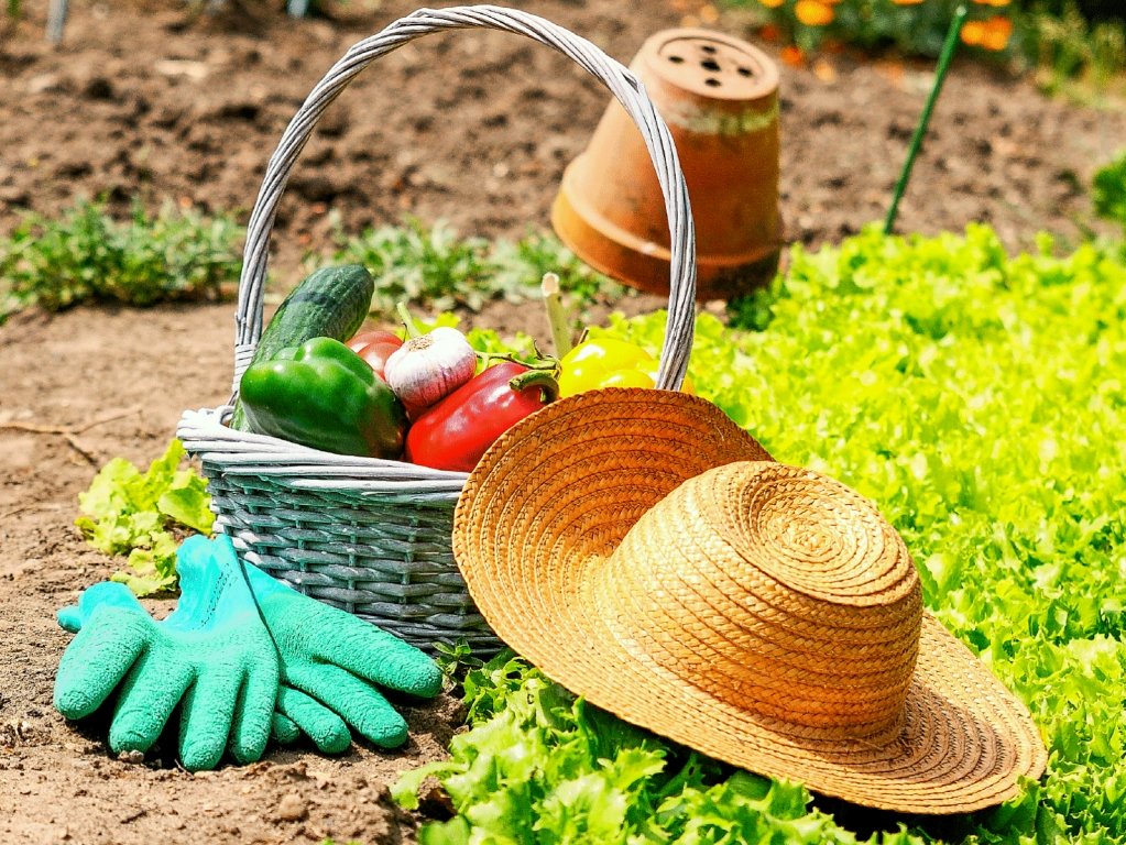 Tous au potager Tous au potager