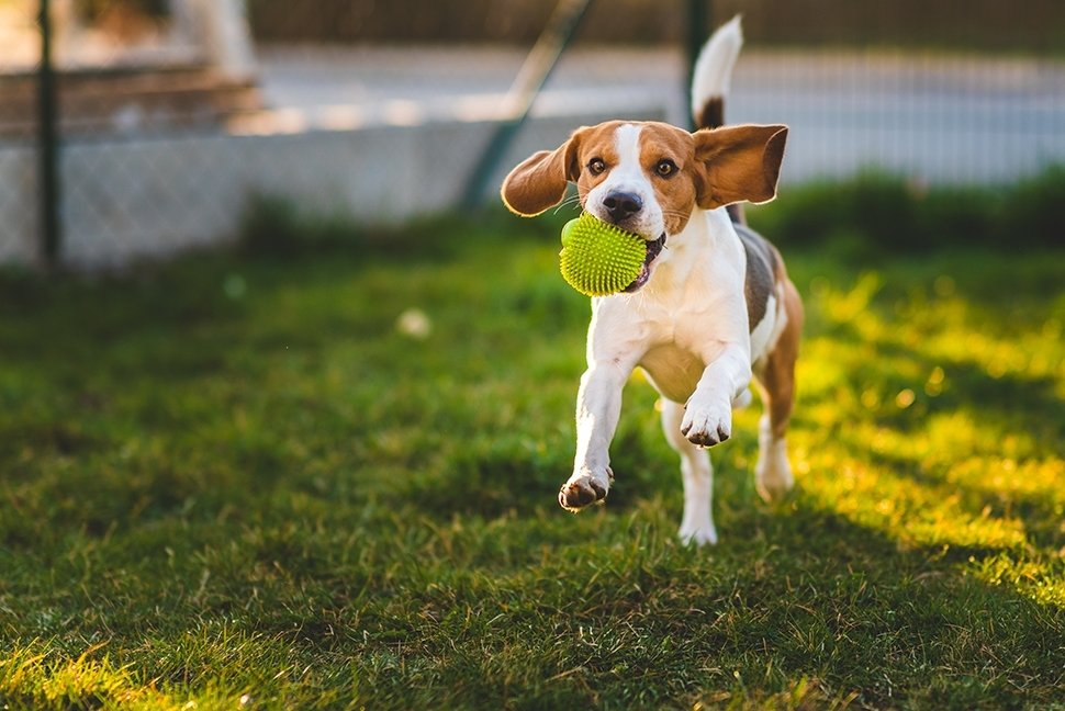 Accessoires pour animaux domestiques, petite échelle pour chiens