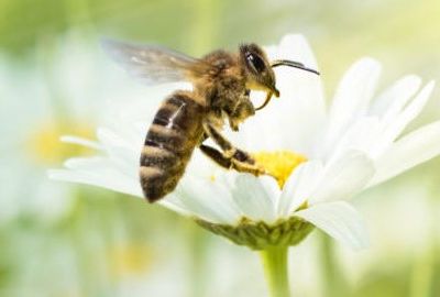 Jardin favorable aux abeilles