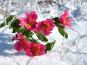 Un jardin fleuri en hiver Un jardin fleuri en hiver