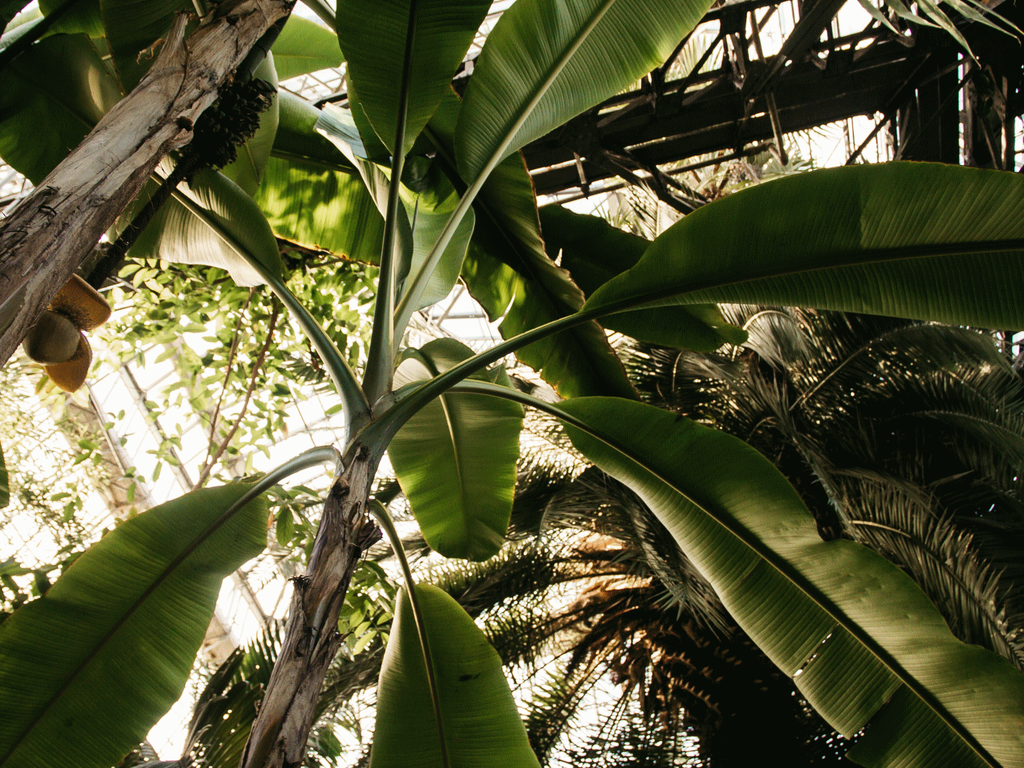 Votre bananier tropical, comment en prendre soin ? Votre bananier tropical, comment en prendre soin ?