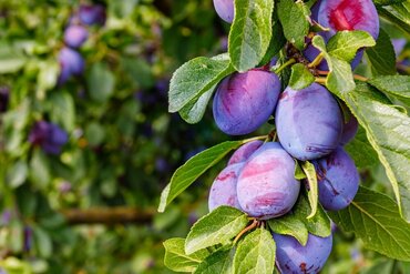 3 bonnes raisons de planter un arbre fruitier