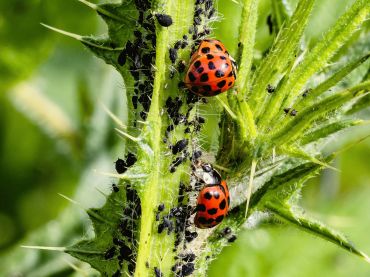 3 conseils pour lutter contre les pucerons de manière écologique